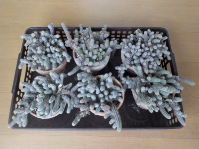 サボテンのビャクダンを屋内に避難