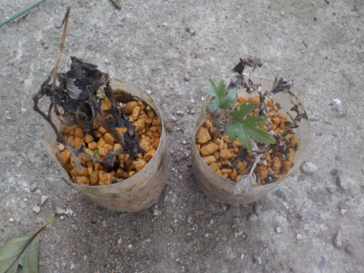 ペットボトルで菊の挿し芽