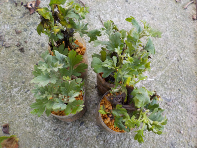 ペットボトルで菊の挿し芽