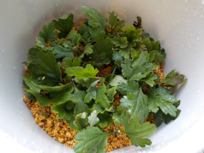 草刈りでおれた菊で挿し芽