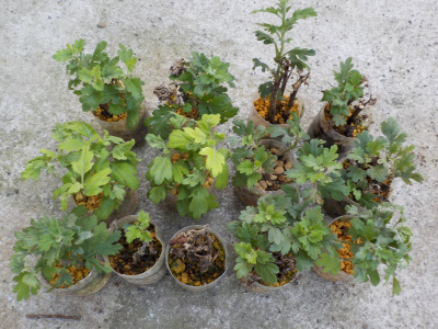 草刈りでおれた菊で挿し芽