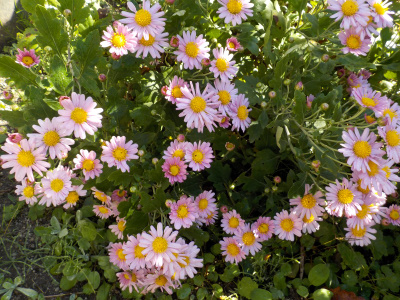 菊の咲き出しはじめ