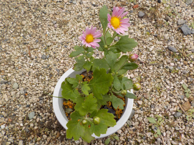 挿し木した菊が開花