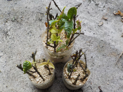 キンモクセイの挿し木に挑戦