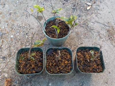 キンモクセイの鉢上げ