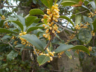キンモクセイの花の香り