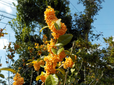 キンモクセイの花がピーク