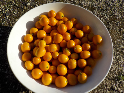 キンカンを収獲