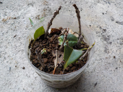 キンモクセイの挿し木は失敗しました。