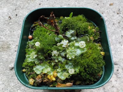 枯れたキンモクセイ