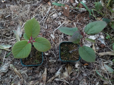 地植えにしたキウイ