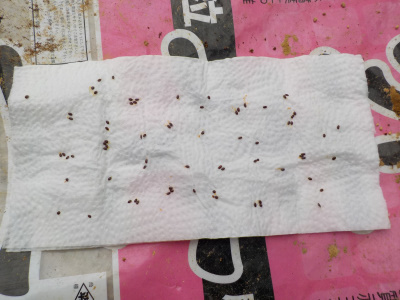 ゴールデンキウイの種