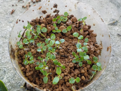 ゴールデンキウイの種発芽