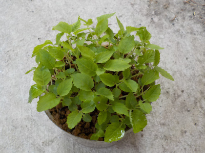 ゴールデンキウイの実生苗