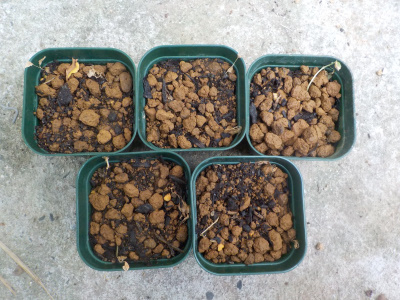 ゴールデンキウイの実生苗