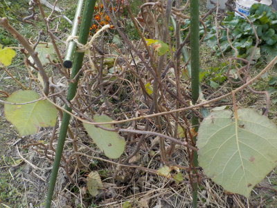 実生のキウイを合掌仕立てで育てる。