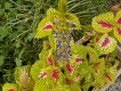 実生コリウスの開花で受粉