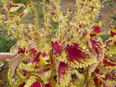 実生コリウスの種が落ちる
