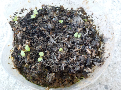 コリウスの双葉が発芽