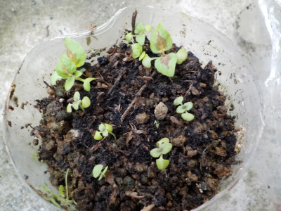 種蒔きしたコリウス