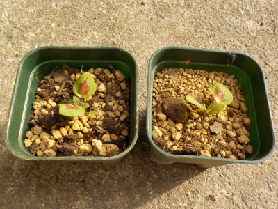 実生コリウスの鉢上げ