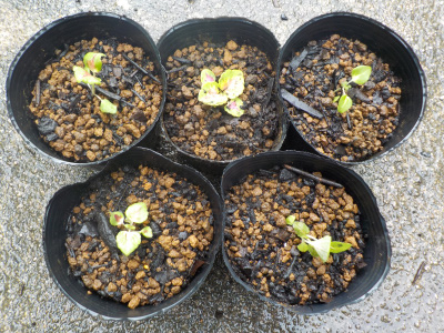 種蒔きコリウスの鉢上げ