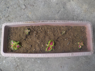 種蒔きコリウスの鉢上げ