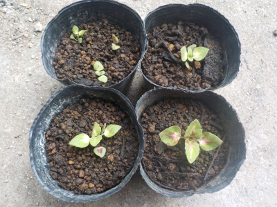種蒔きコリウスの鉢上げ