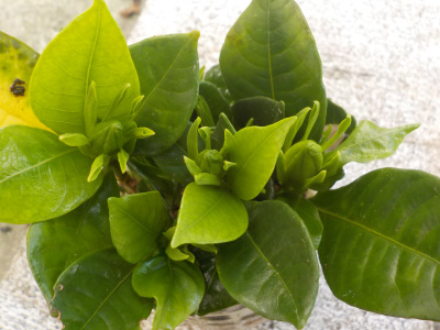 クチナシの挿し木に蕾