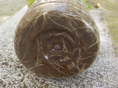 クチナシの挿し木が発根