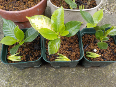 クチナシの花が開花