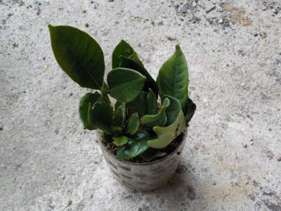 クチナシのペットボトル挿木