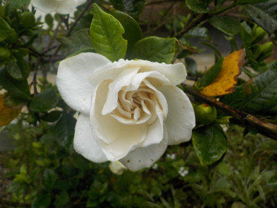 クチナシの花が開花