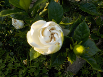 クチナシの花が開花