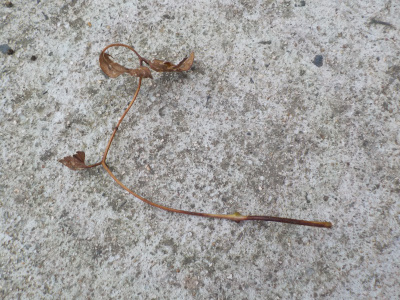 クレマチスの挿し芽が枯れる