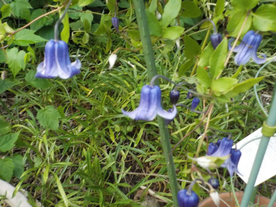 8月に咲くクレマチス