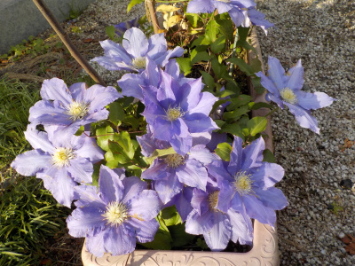 色が褪せてきたクレマチス