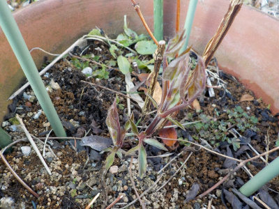 春になるとクレマチスの新しいツルが出ます。