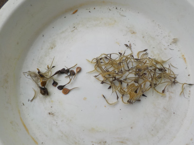 クレマチスの種蒔き