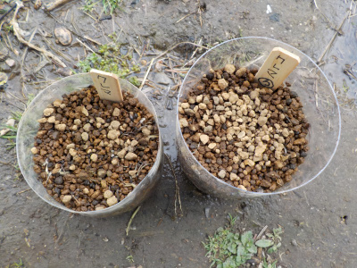 ペットボトルでクレマチスの種蒔き