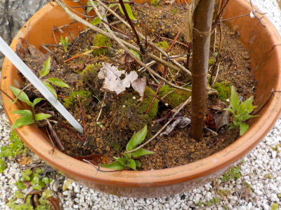 クレマチスのツル伏せに成功