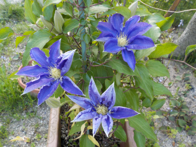 クレマチスの開花シーズン