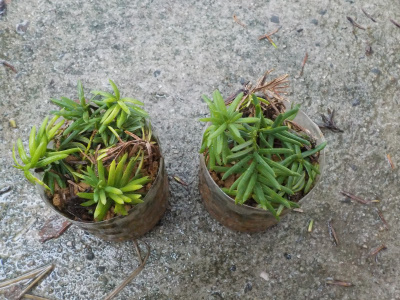 ペットボトルでキャラボクの挿し木