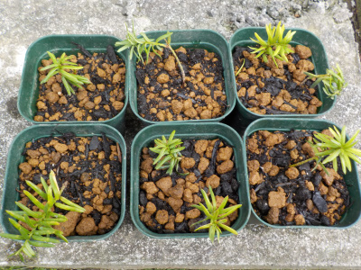 キャラボクの挿し木成功