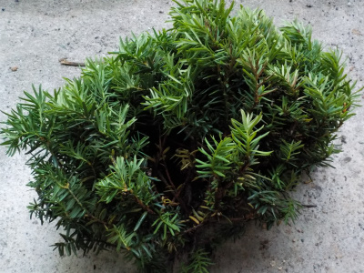 剪定したキャラボク