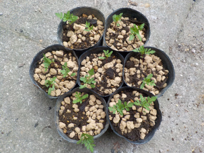 japan マリーゴールドの鉢上げが続いています。 7月