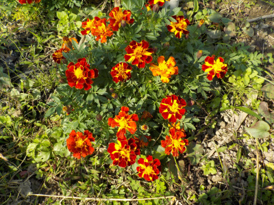 japan マリーゴールドの地植えがこんもり 10月
