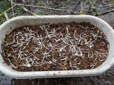 japan 小さいプランターにマリーゴールドの種を蒔きました。 3月