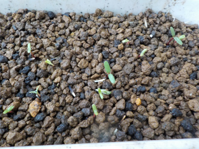 japan マリーゴールドの芽が出ました。 4月