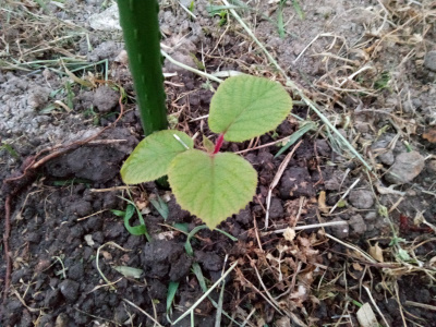 japan キウイの回りにマリーゴールド 4月